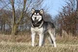 ALASKAN MALAMUTE 749
